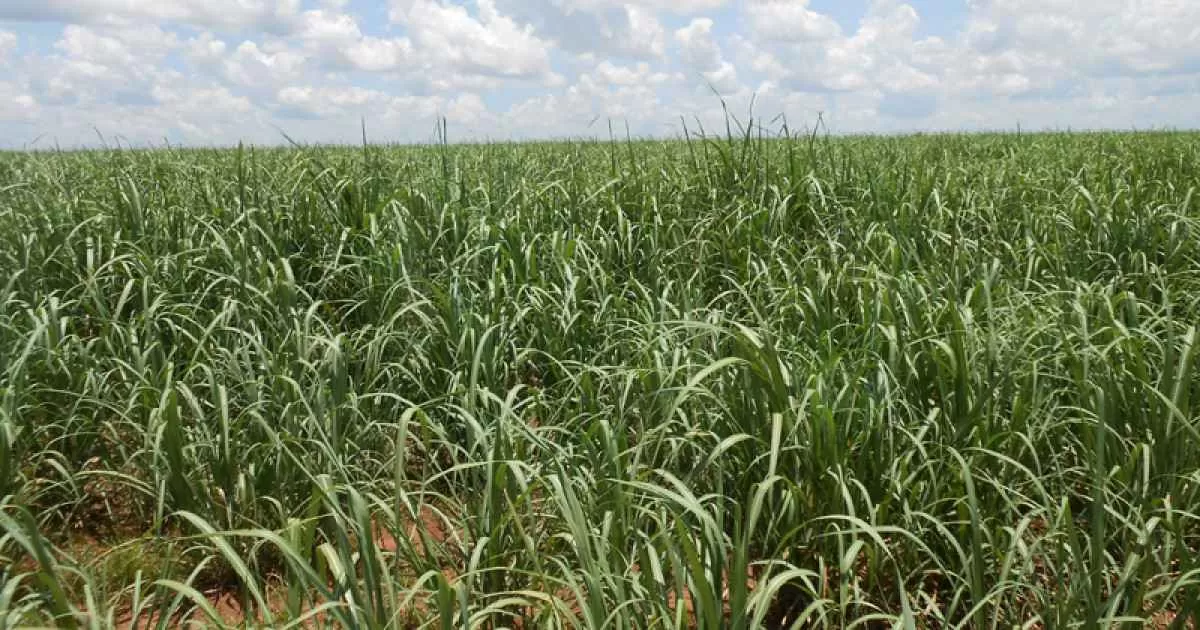 Exportação do açúcar é mais vantajosa do que vendas no mercado spot