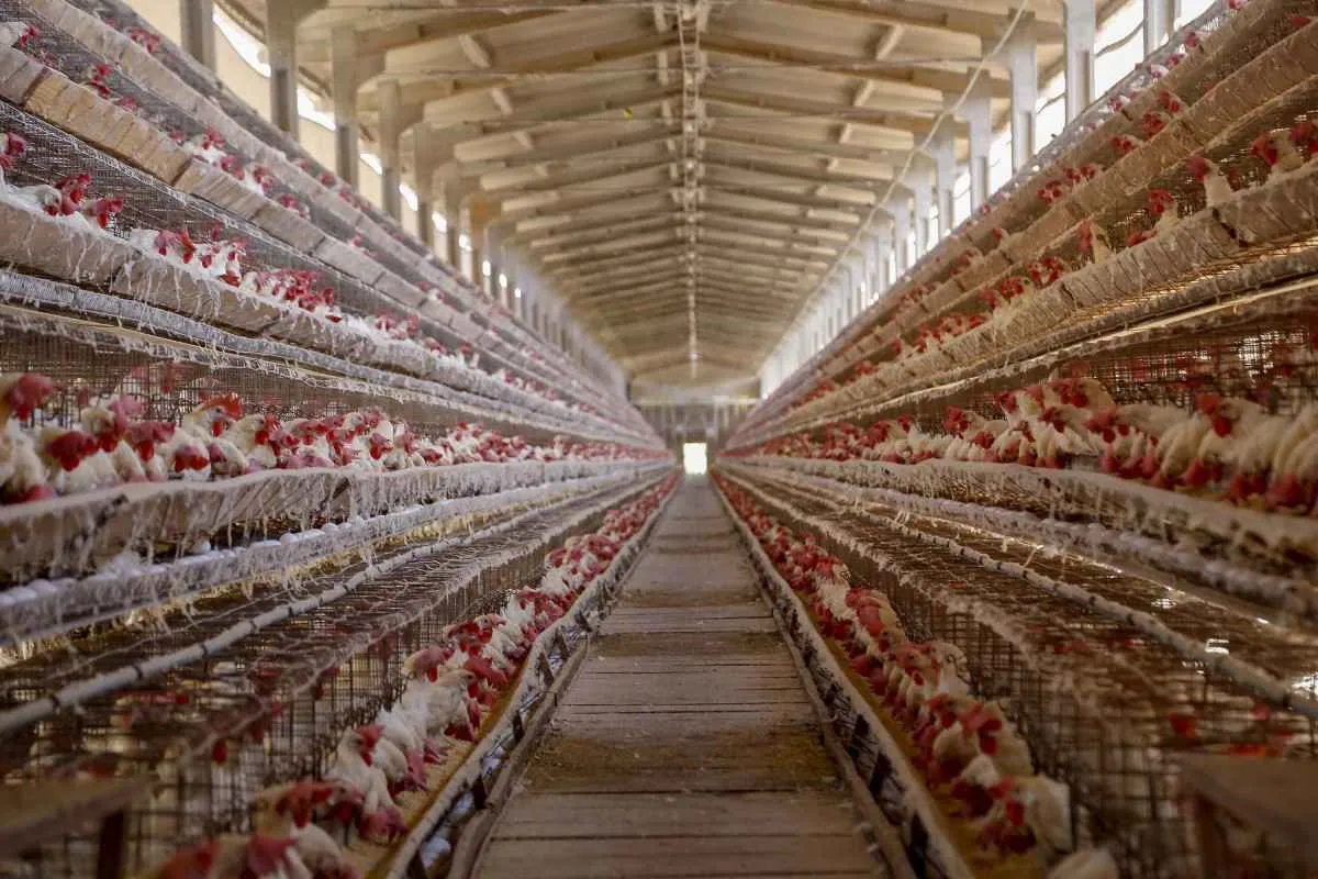 Disputas comerciais entre EUA e China favorecem exportação de frango brasileiro