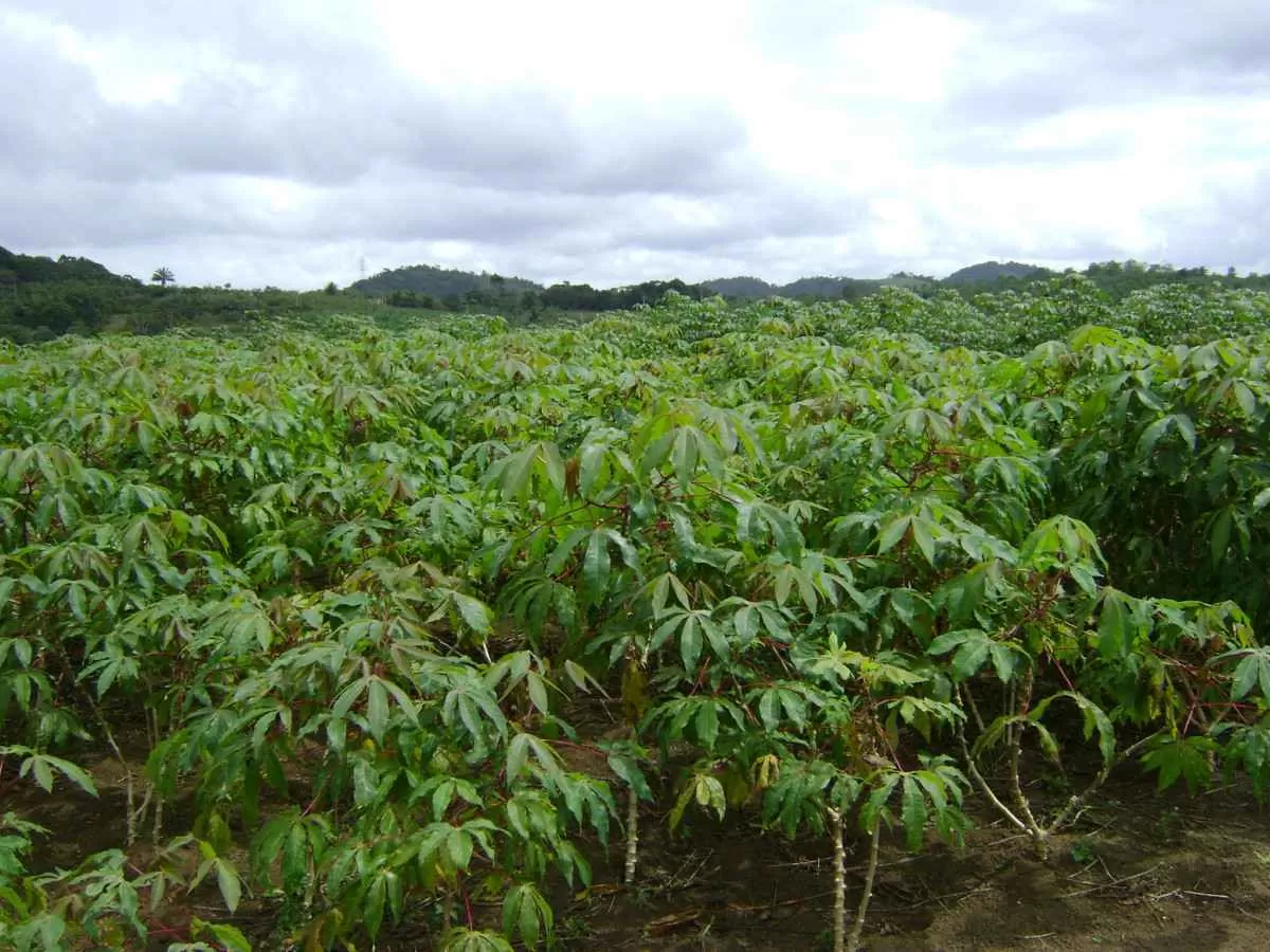 Avanço da colheita forçam os preços da mandioca