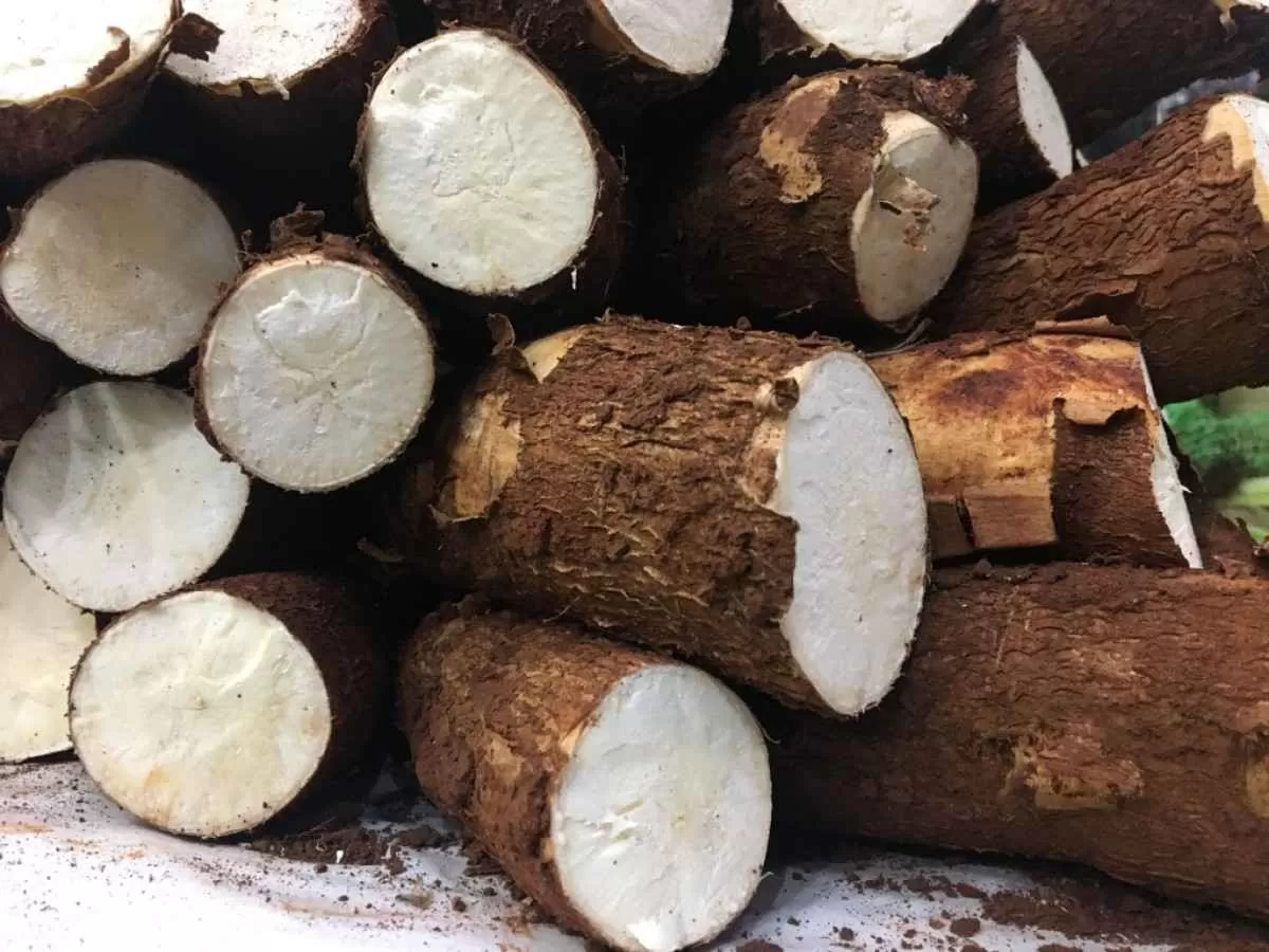 Preço da tonelada da mandioca é o menor desde setembro do ano passado