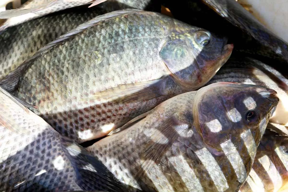 Brasil cresce 9,2% na produção de peixes e chega a mais de 968,7 mil toneladas