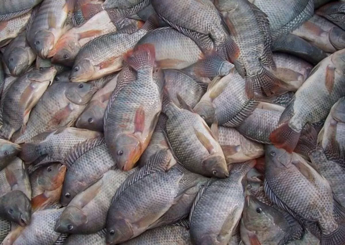 Cresce em 14,3% a produção de tilápia no Brasil, afirma Peixe BR
