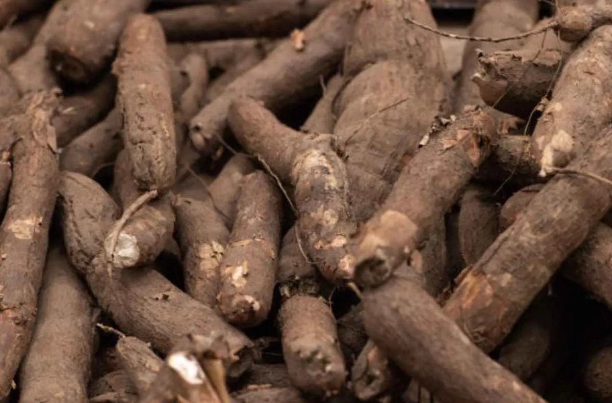 Oferta restrita impulsiona preços da mandioca