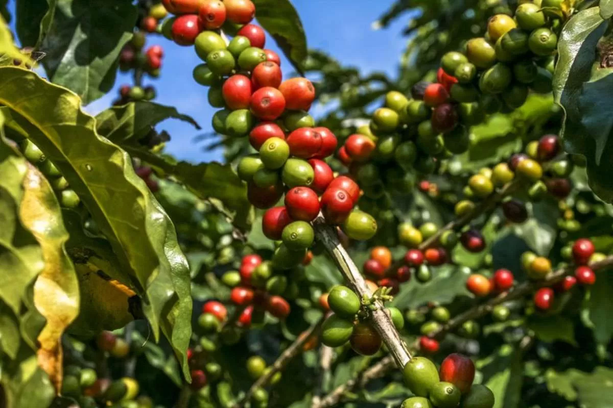 Como vai estar o tempo para a próxima safra de café