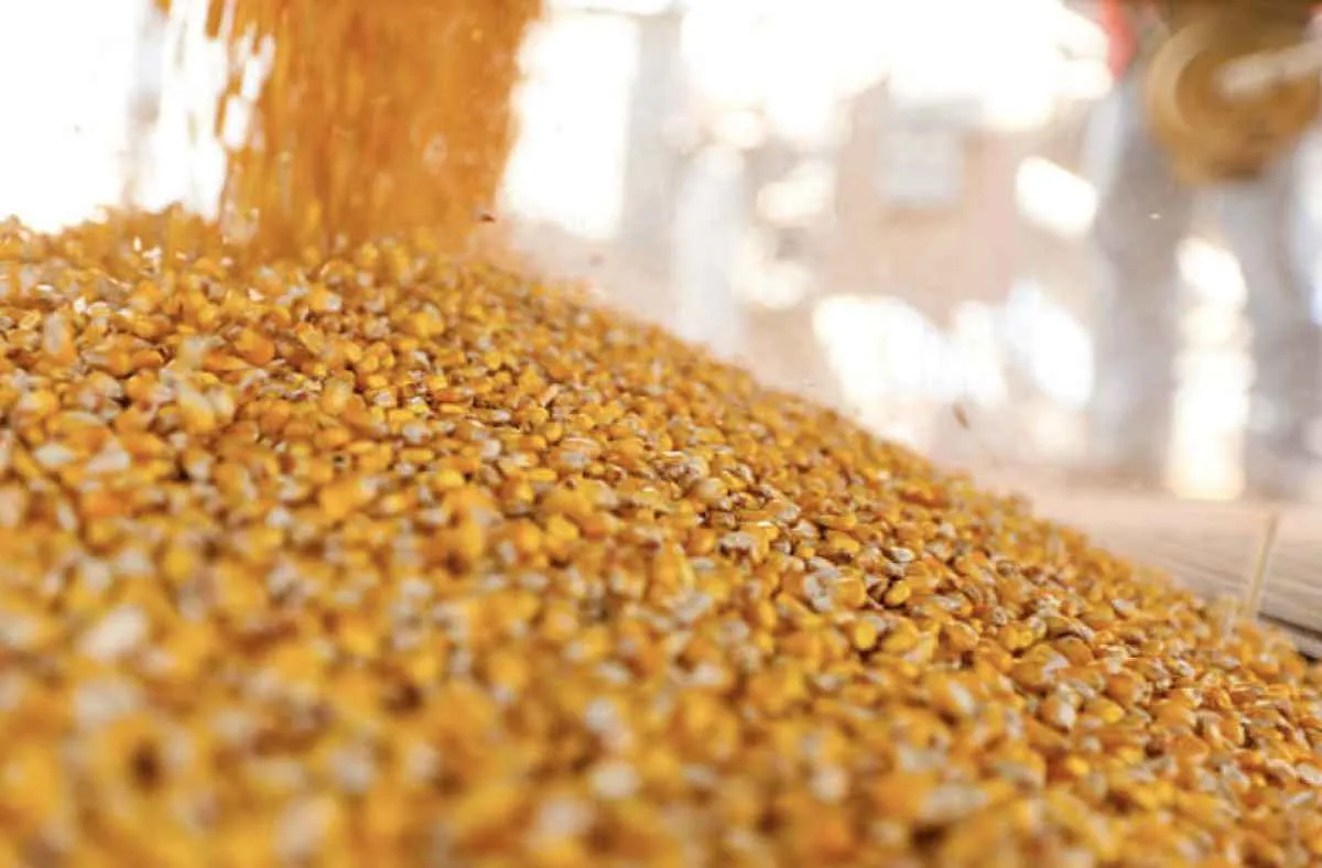 Baixa liquidez pressiona preços do milho, mas valores seguem altos