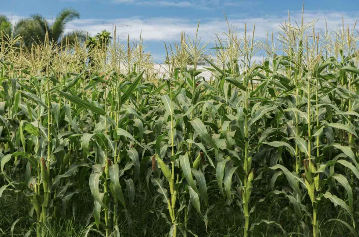 CNA projeta crescimento de 11,4% no VBP da agropecuária para 2025