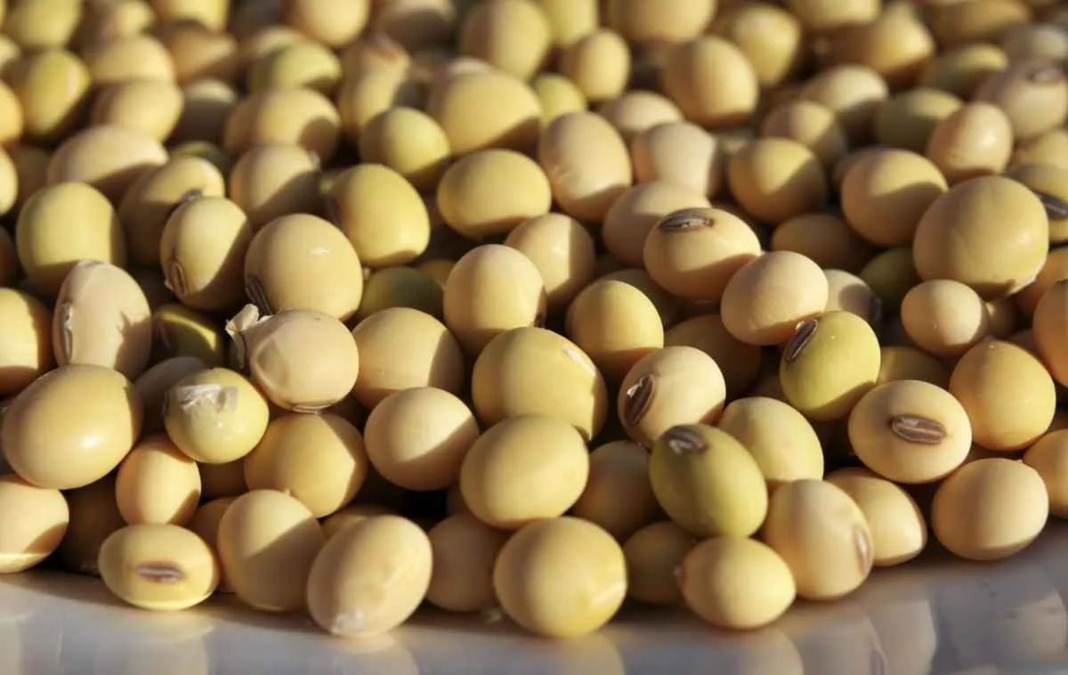 Preços da soja caem em Chicago com expectativas de negociações entre China e EUA