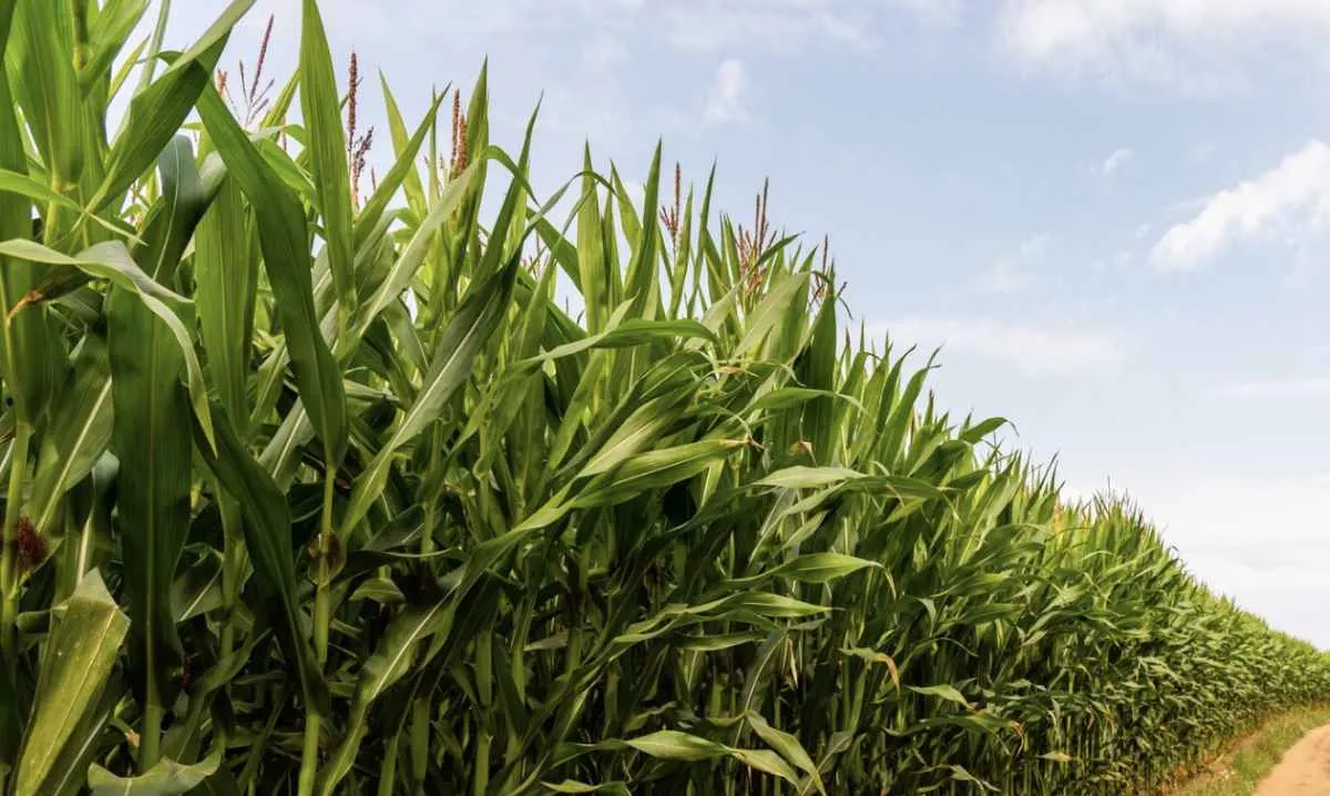 Colheita avança no Brasil, e milho começa a semana com pressão externa