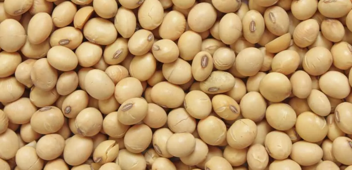 Preços da soja apresentam leve alta com expectativa de alívio nas tarifas e clima em foco