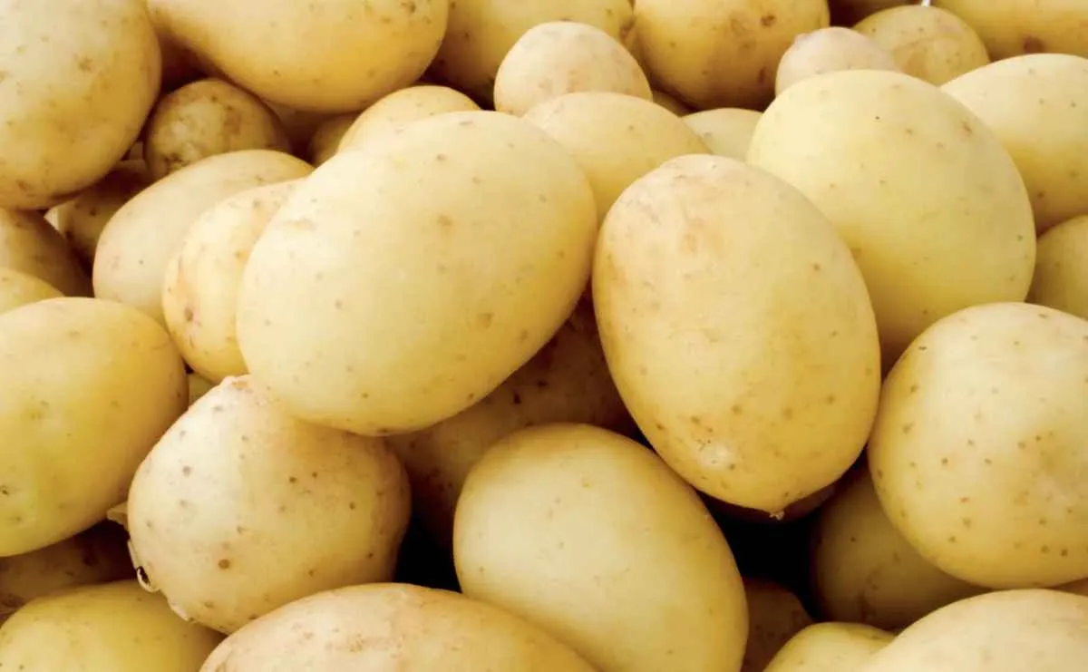 Chuvas no Sul reduzem oferta de batata e elevam preços nos atacados