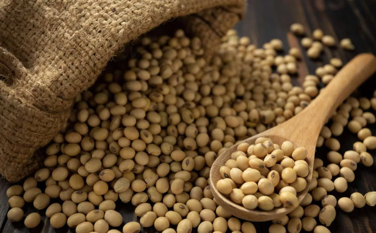 Soja tem reação mista após relatório do USDA