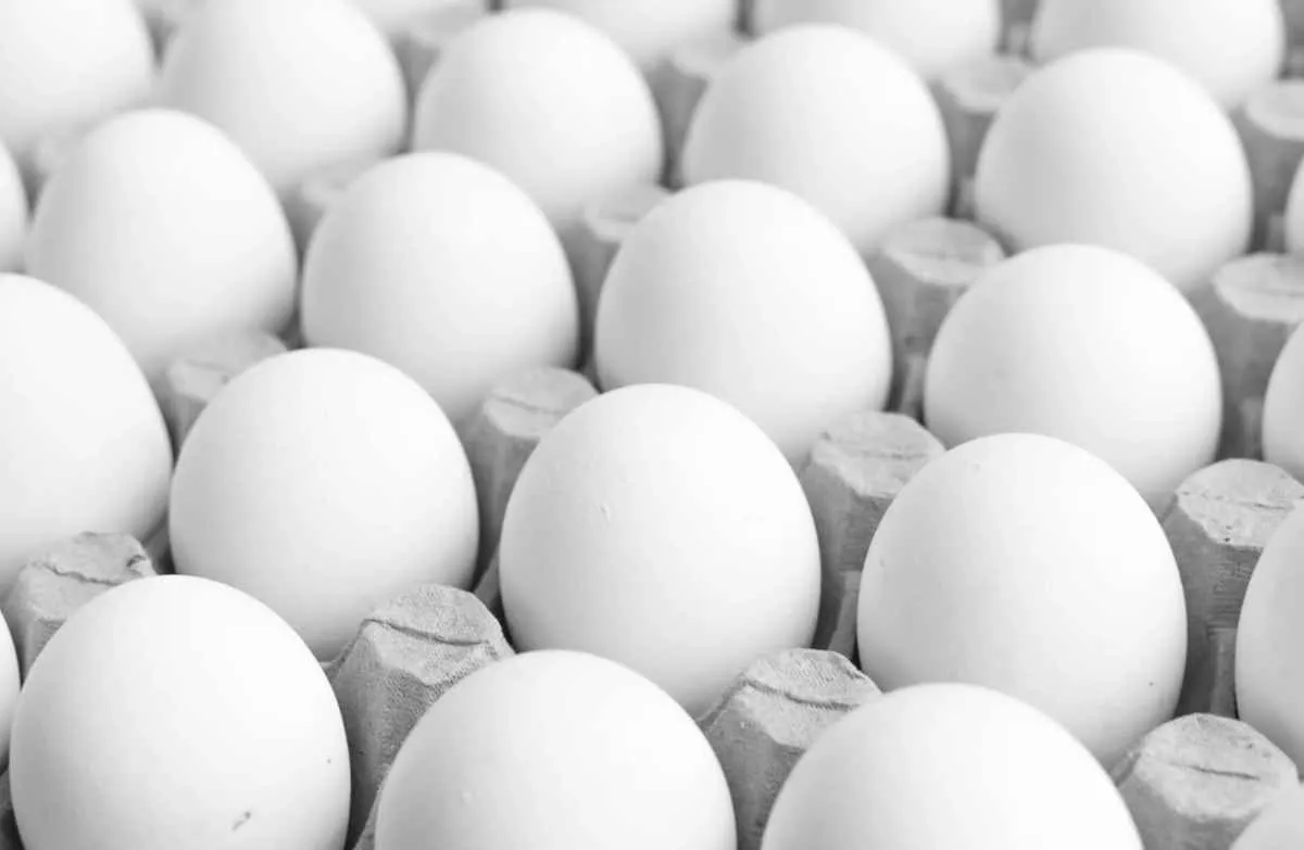 Exportações de ovos crescem mais de 340% em março