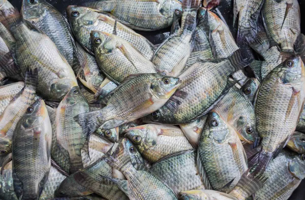 Preços da tilápia oscilam entre regiões em março