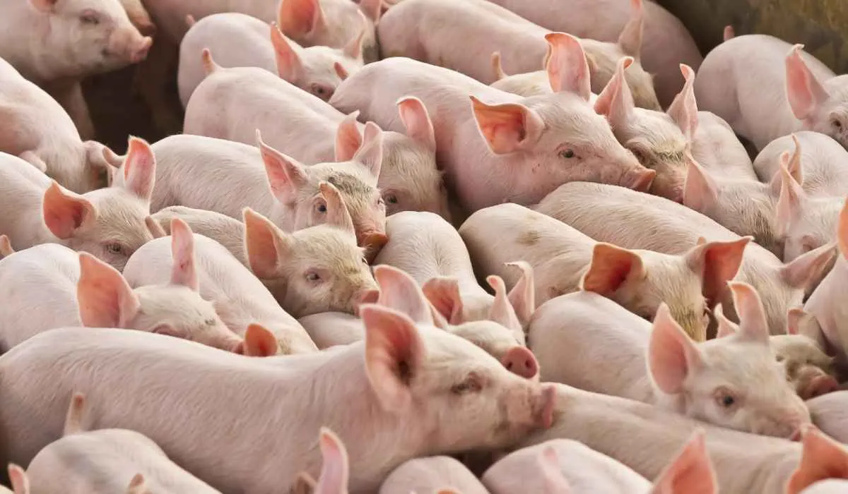 Chile passa a importar carne suína do Paraná após reconhecimento do estado como zona livre de febre aftosa