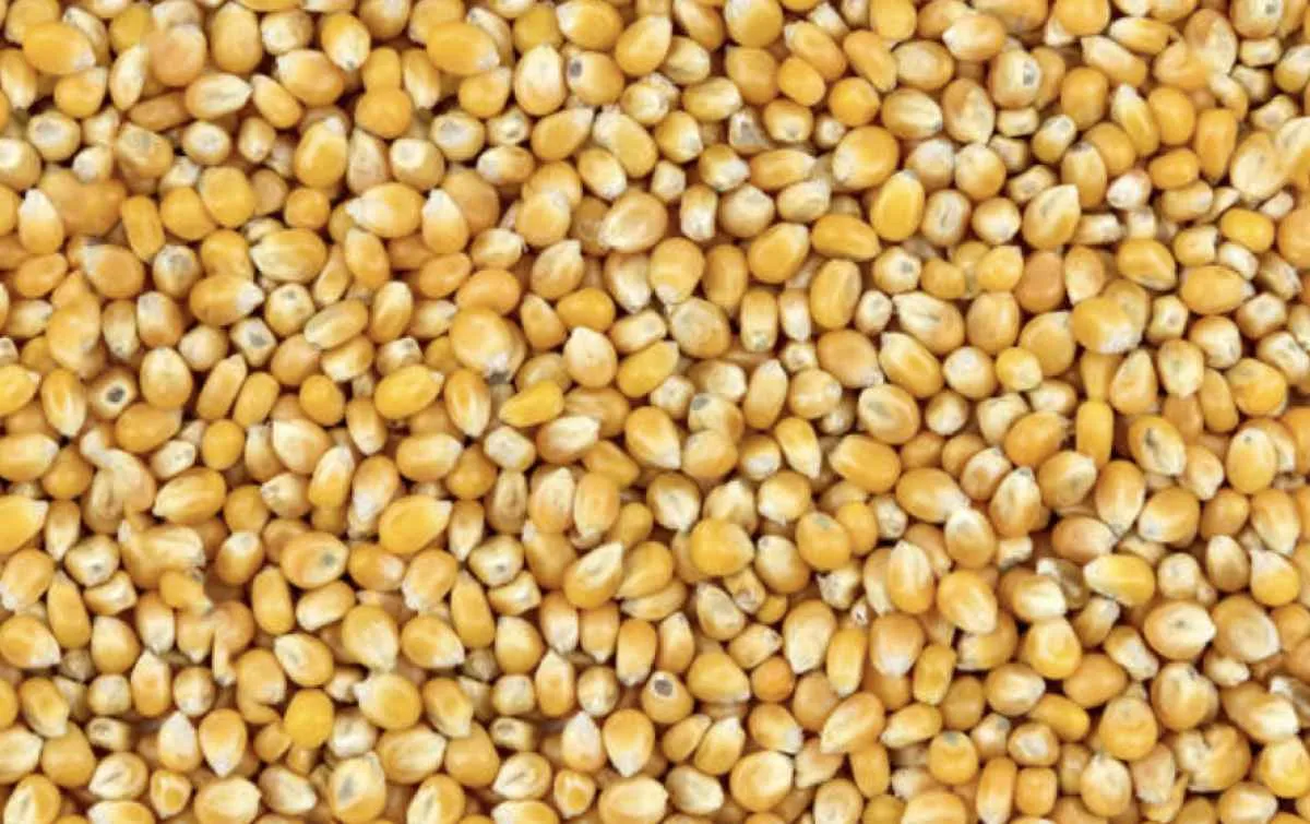 Preços do milho caem com impacto das tarifas e preocupações climáticas