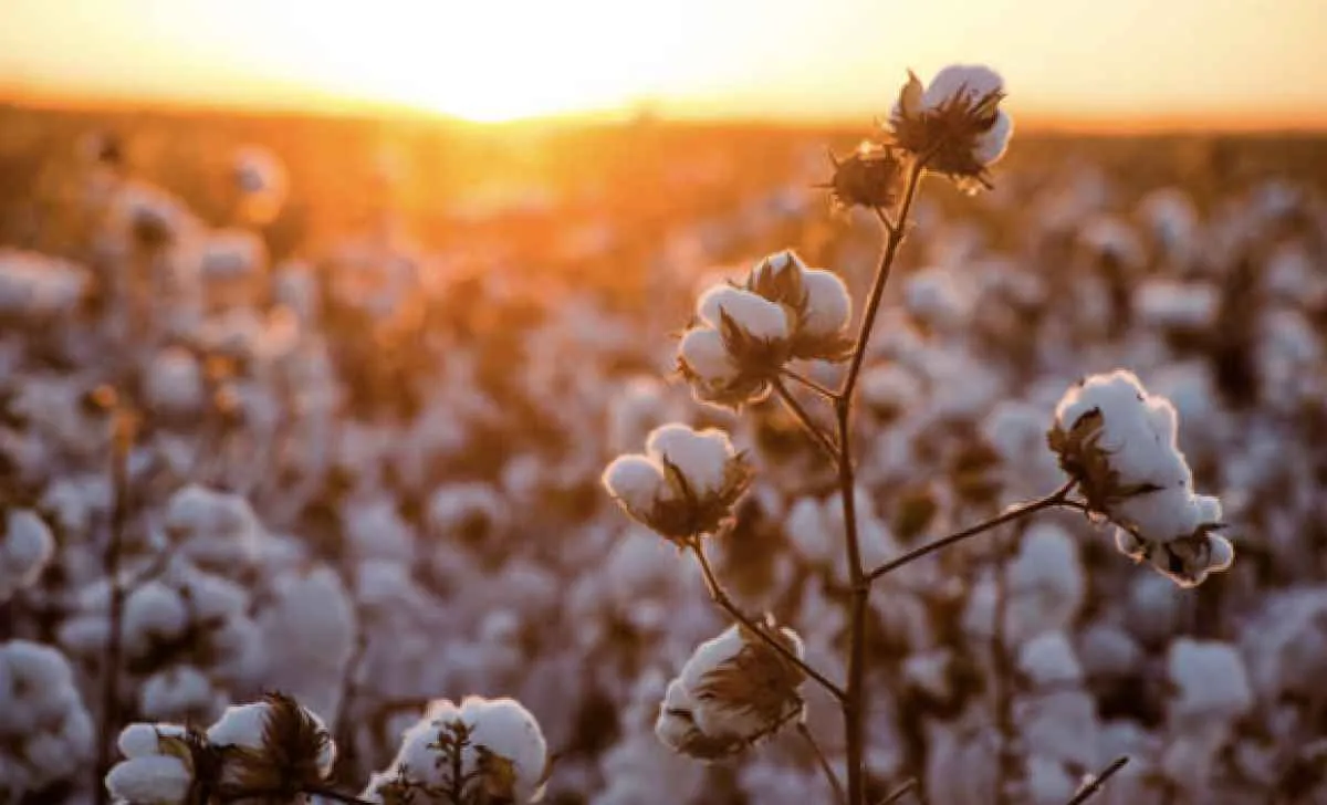 Condições climáticas contribuem para o desenvolvimento do algodão nas principais regiões produtoras