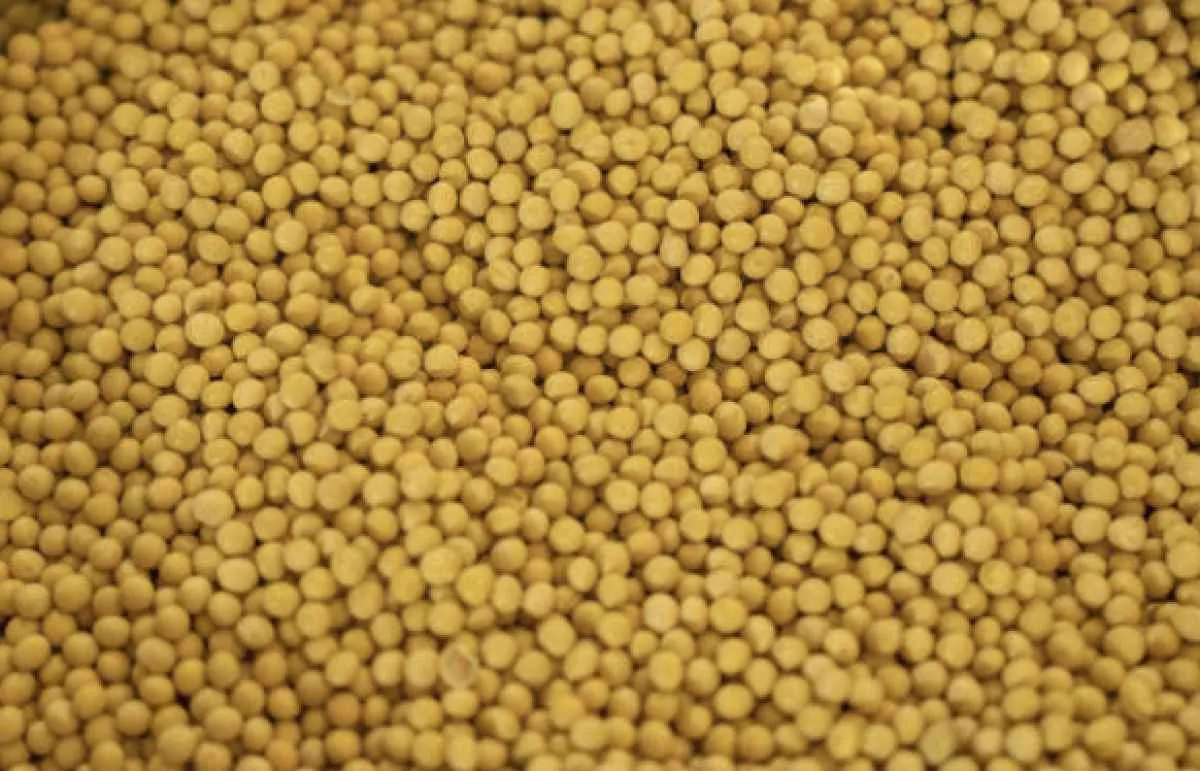 Soja inicia semana em leve alta após perdas e com foco em retaliações da China