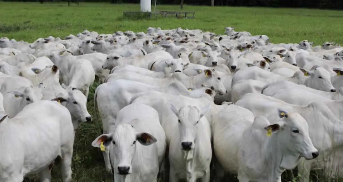 Bezerro tem valorização mais intensa que o boi gordo em 12 meses
