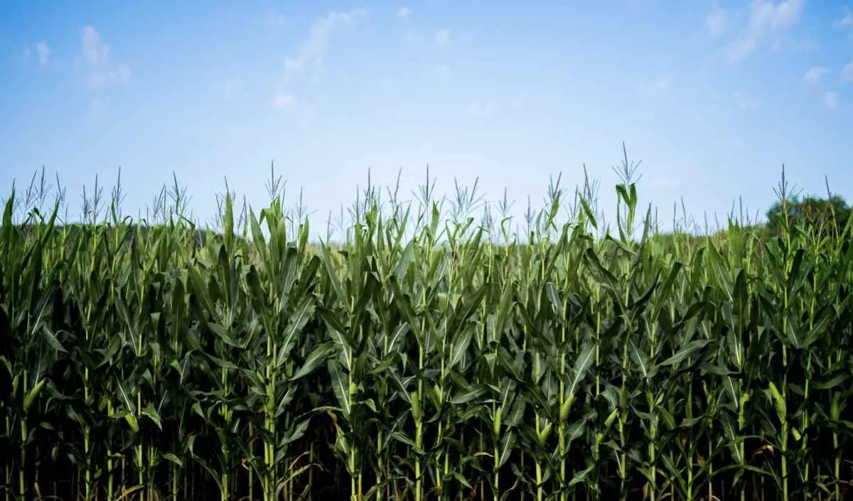 Milho recua em Chicago com avanço no plantio nos EUA e mercado doméstico segue enfraquecido