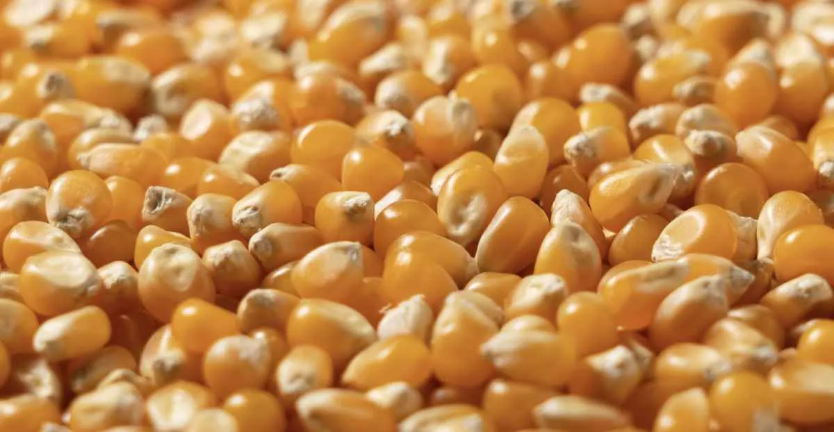 Milho avança em Chicago, mas mercado brasileiro segue cauteloso