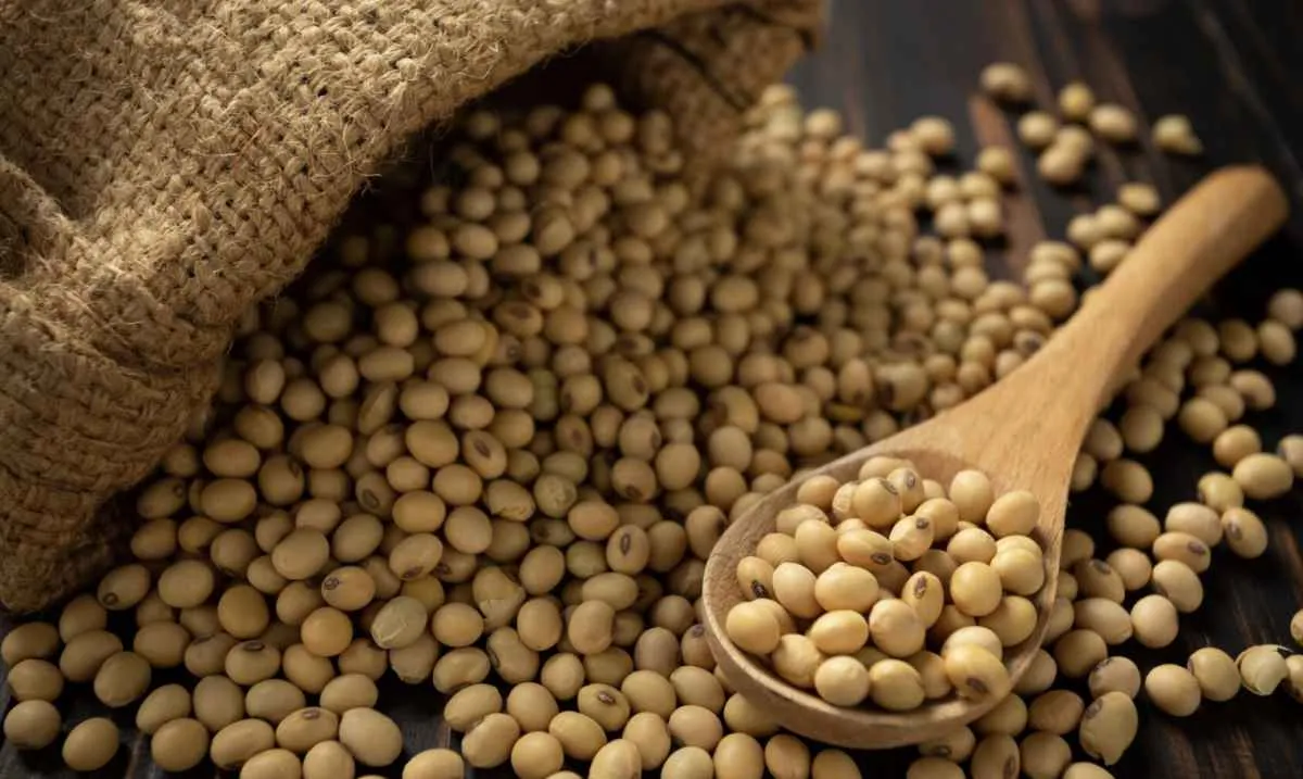 Mercado da soja recua em Chicago enquanto exportações brasileiras aceleram 