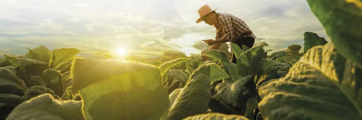Fumicultura movimenta bilhões e sustenta 28 mil famílias no Paraná