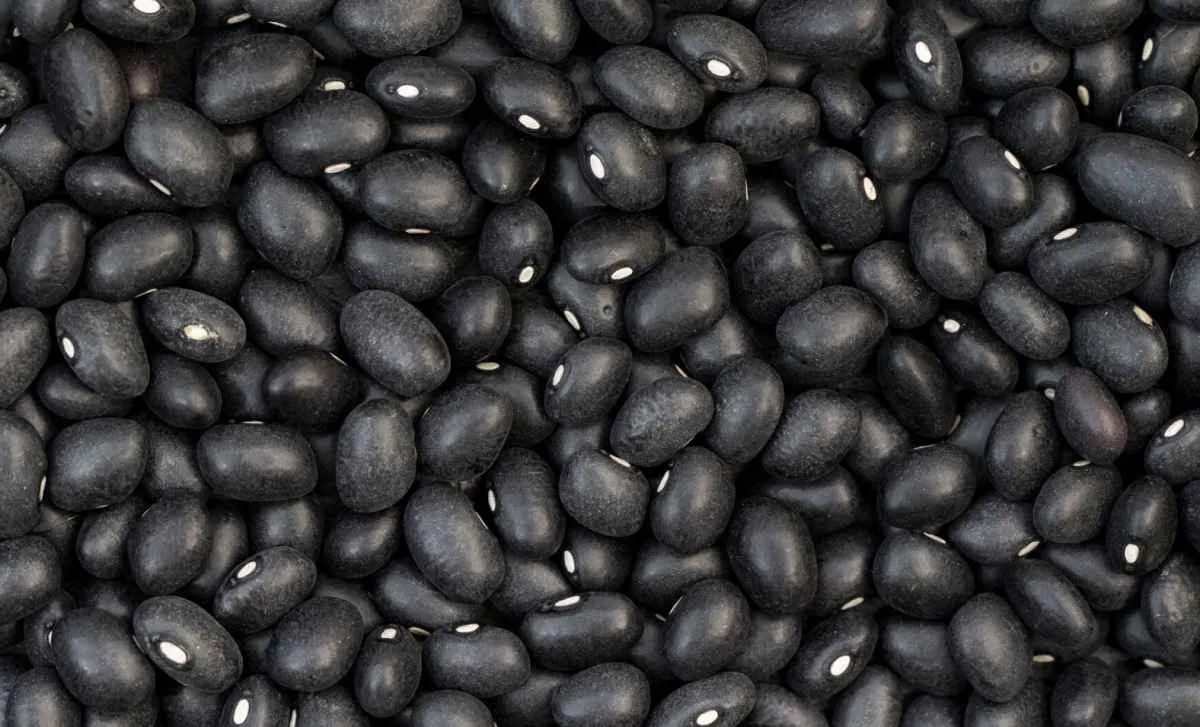 Queda nos preços do feijão preto contrasta com estabilidade do carioca