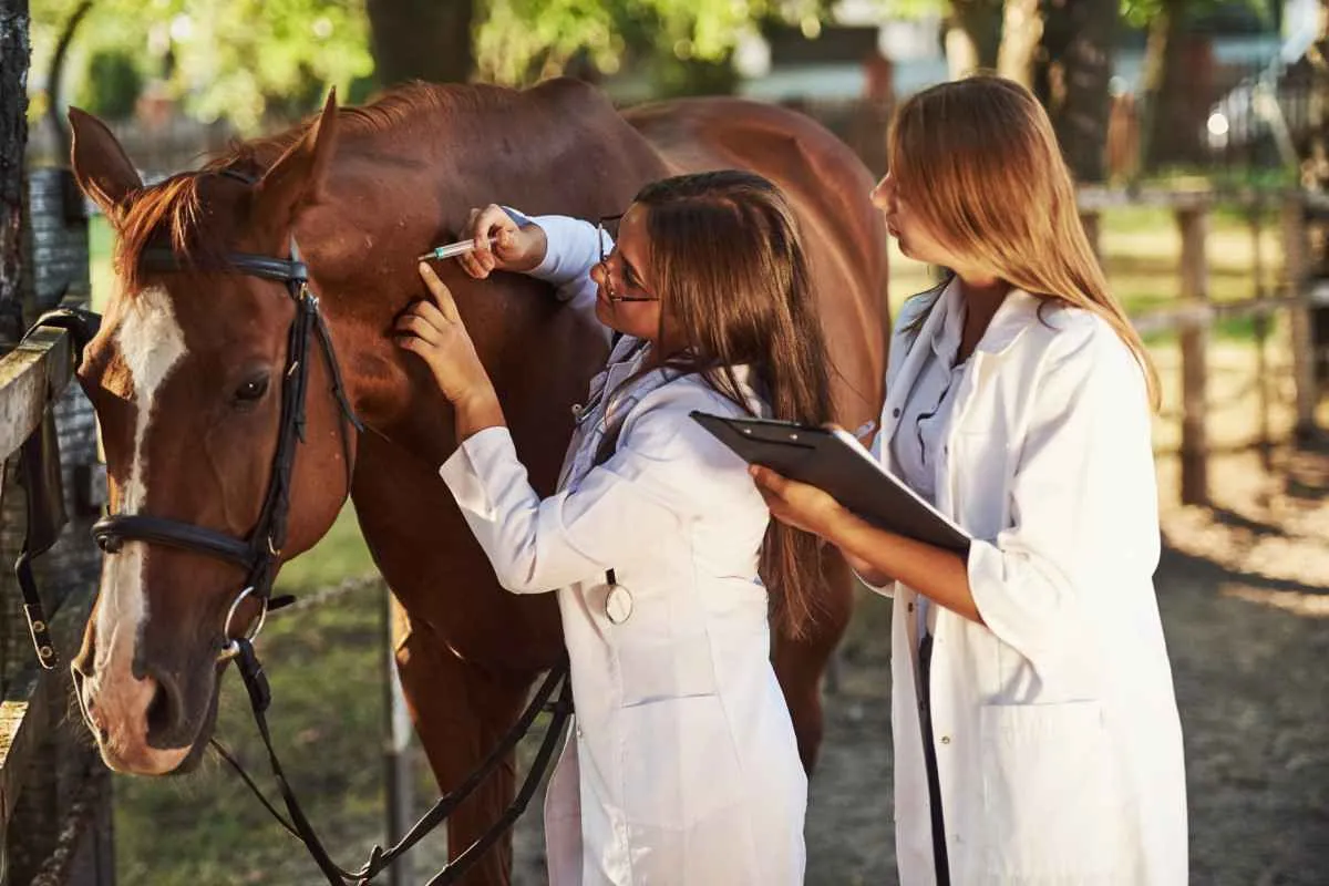 Vírus Influenza no inverno reforça a importância da vacinação de equinos