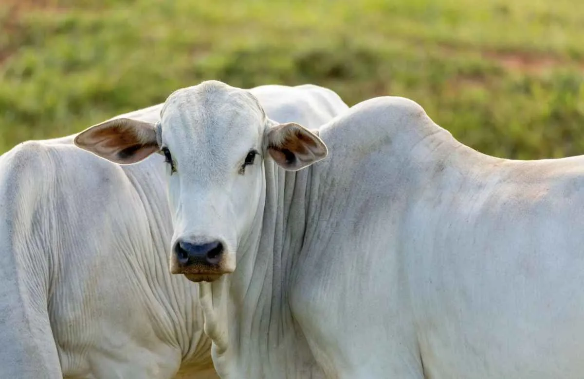 Demanda firme sustenta preços do boi gordo e da carne bovina