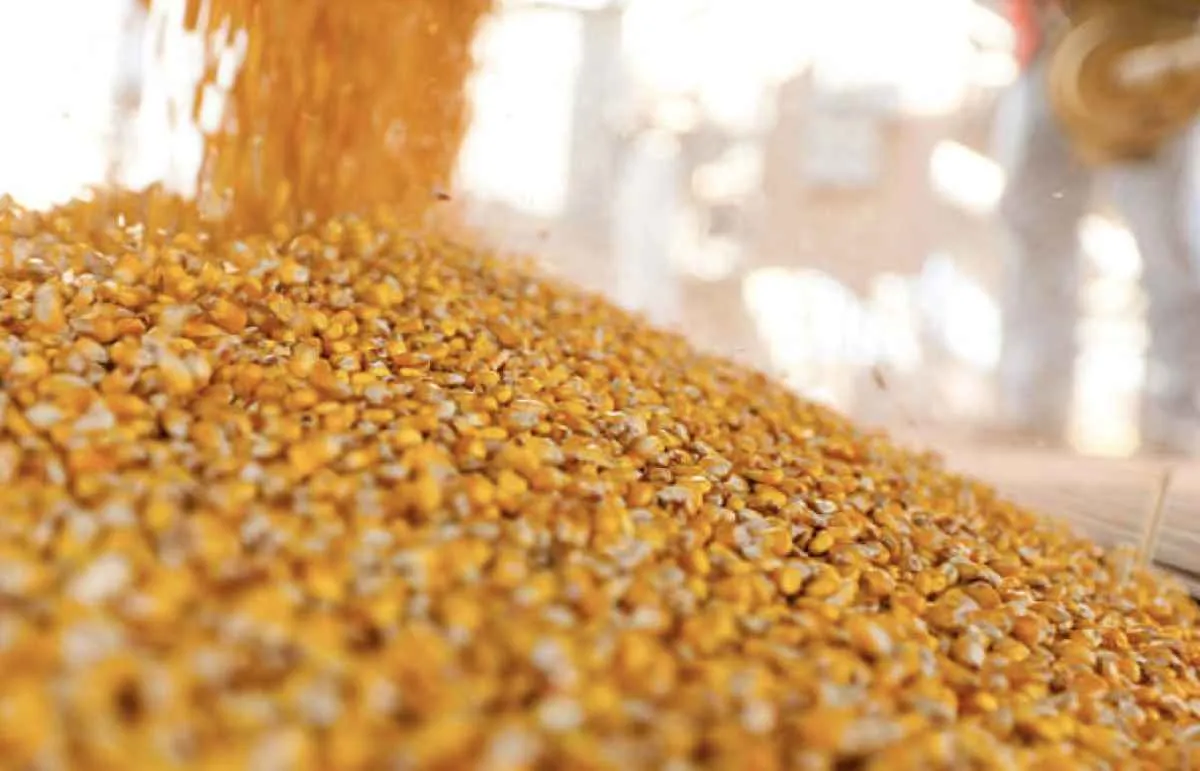 Milho registra queda de 6 pontos nesta manhã na CBOT