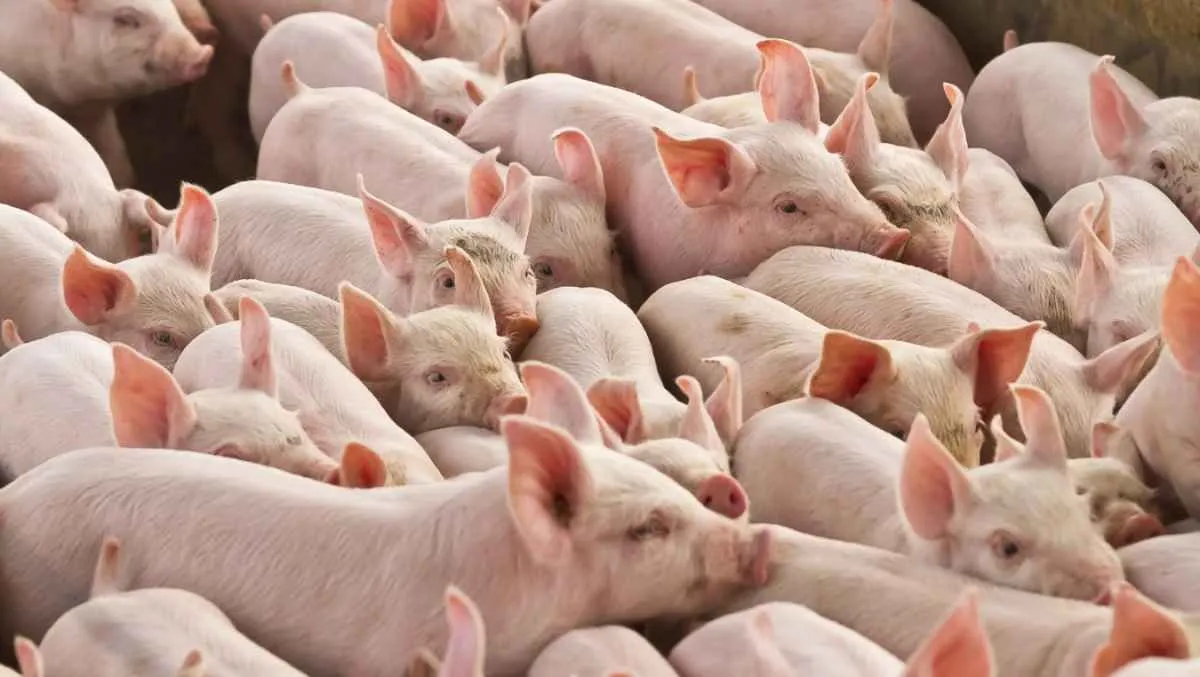 Custo de produção do suíno vivo sobe em março em Santa Catarina