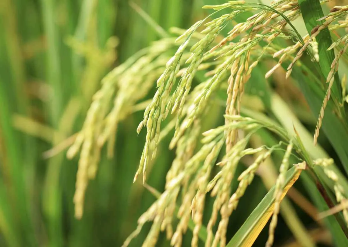 Preço do arroz recua pela 11ª semana seguida e atinge menor média desde 2022