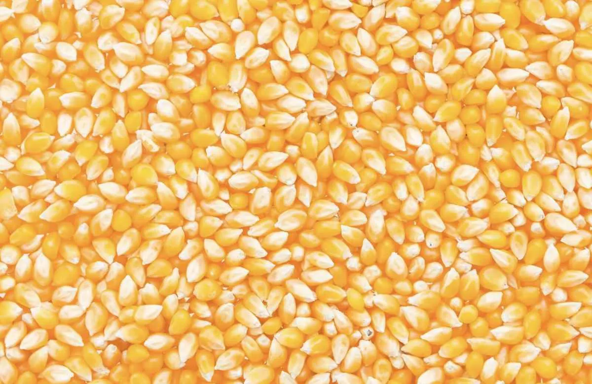 Demanda fraca pressiona preços do milho no início de abril