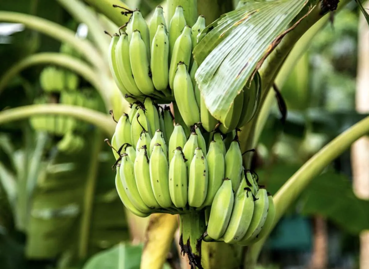 Concorrência com nanica pressiona cotações da banana prata