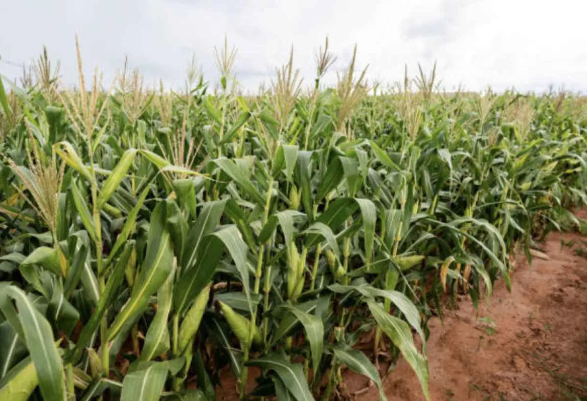 Plantio tardio, seca e lagartas ameaçam produtividade do milho em MT