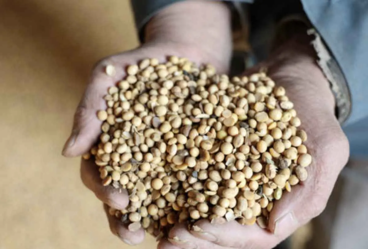 Pirataria de sementes de soja gera prejuízo bilionário ao setor agrícola