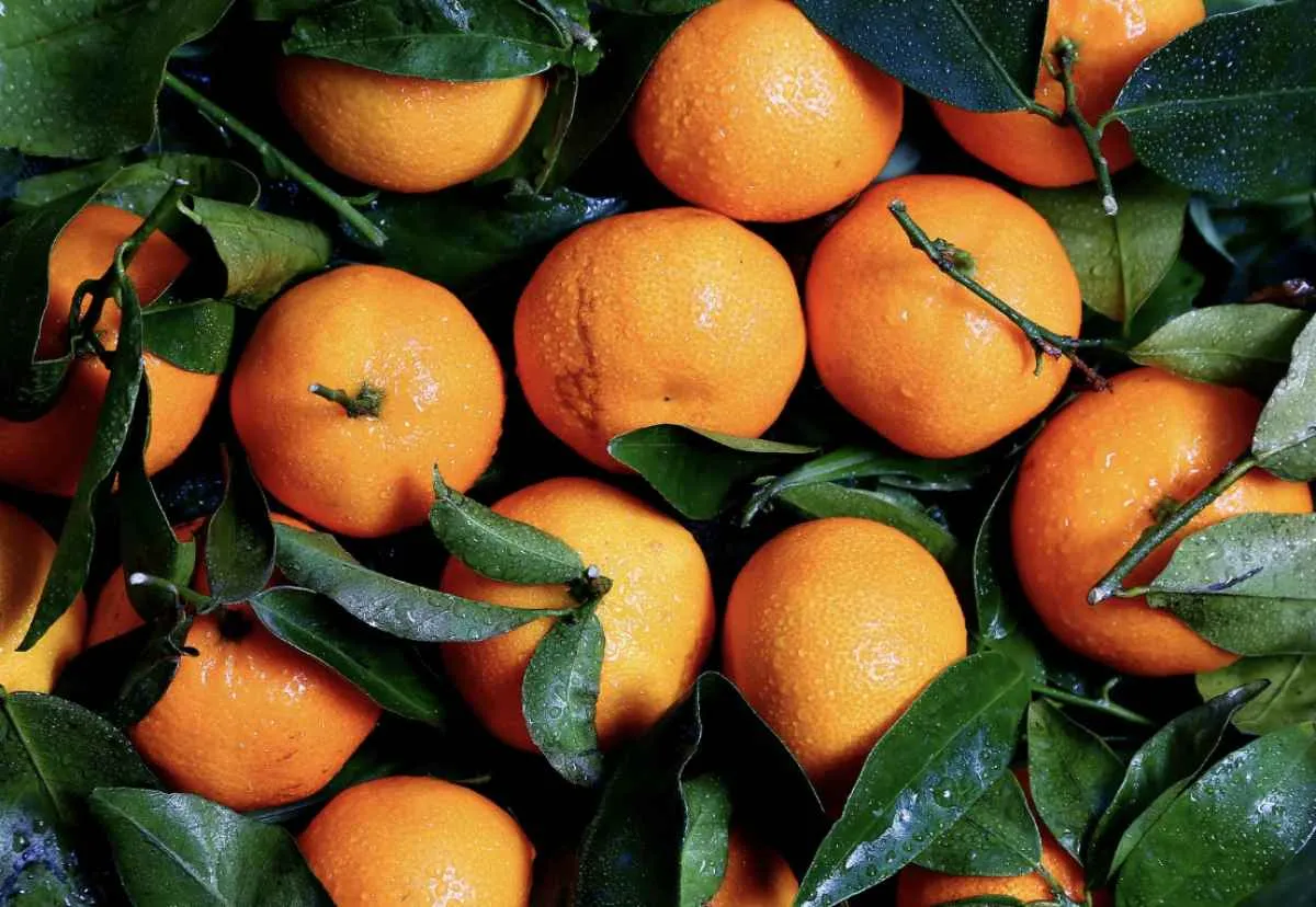 Indústria impulsiona preço da lima ácida tahiti no 1º trimestre