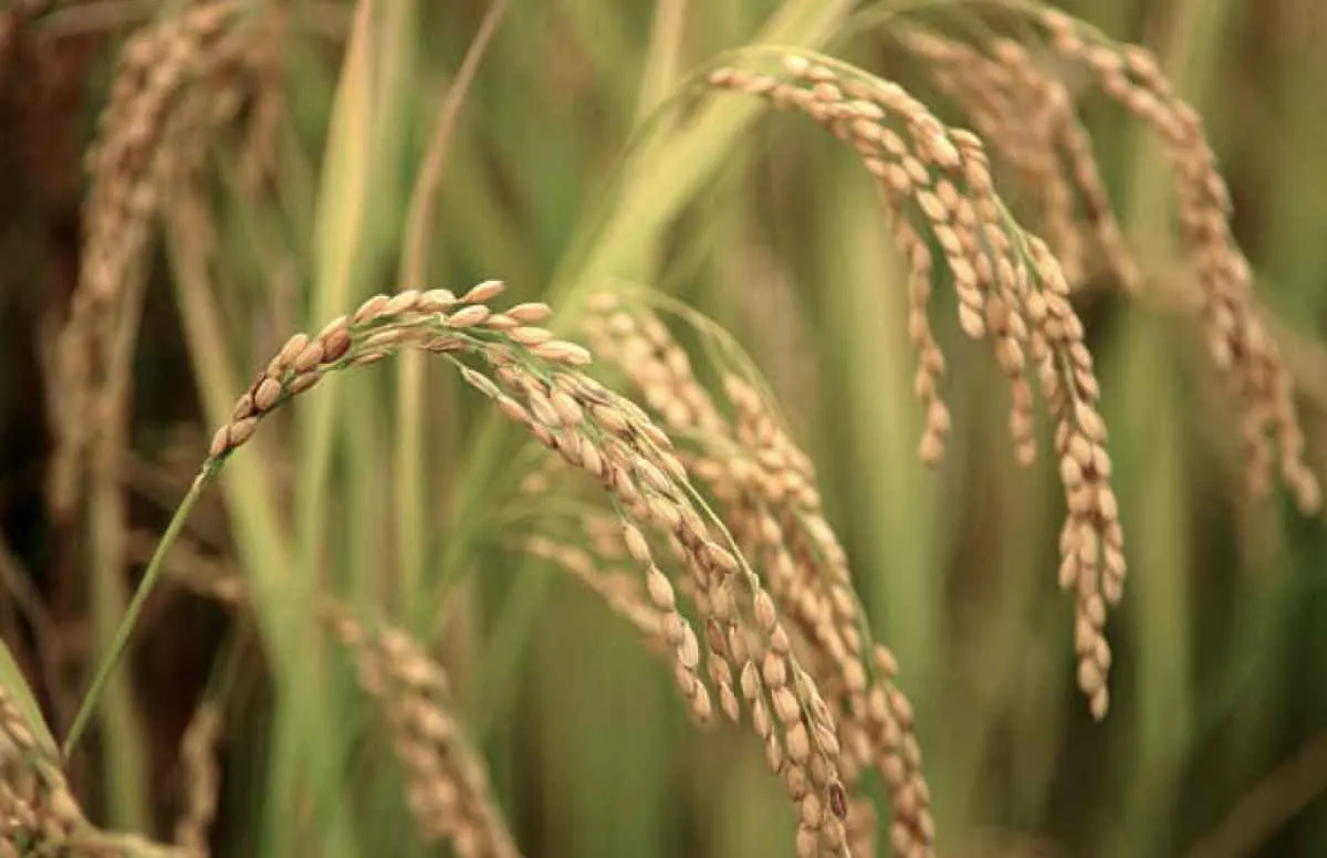 Indicador do arroz registra queda de 14% em março