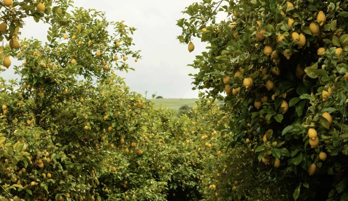Fruticultura debate modernização de defensivos e soluções para enfrentar altas temperaturas