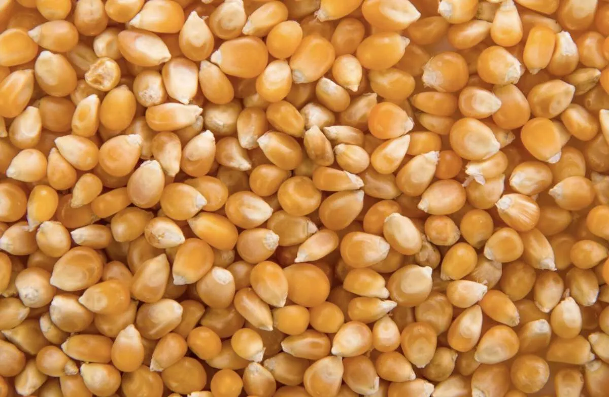 Preços do milho sobem 5 pontos em Chicago, impulsionados por aumento da área plantada nos EUA