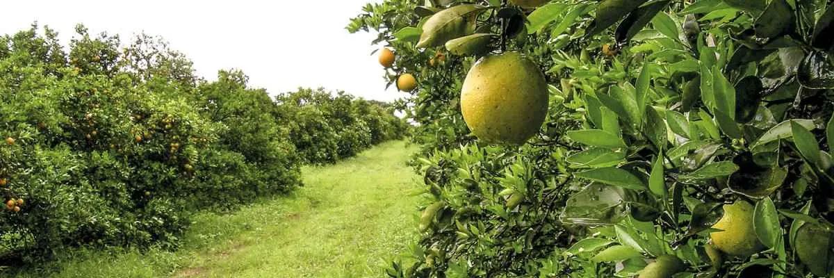 Paraná intensifica combate ao greening com união entre produtores e instituições