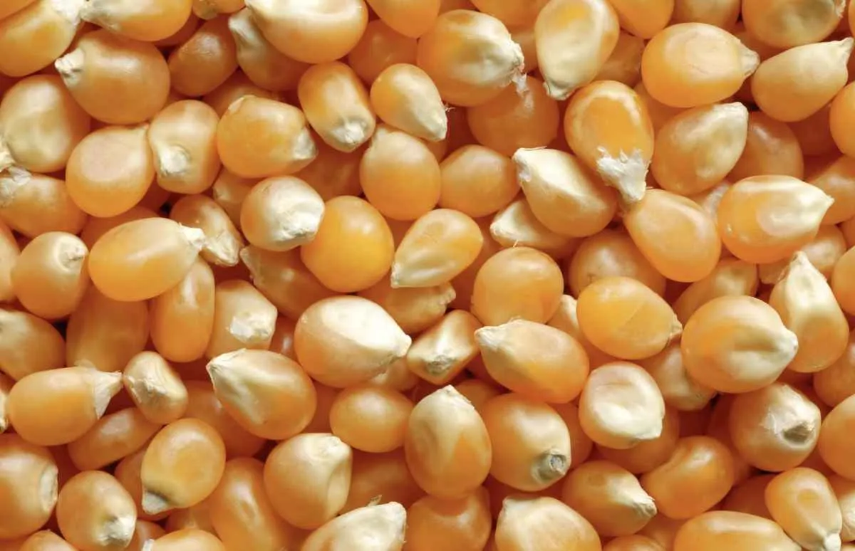 Mercado de milho apresenta perdas com bom avanço do plantio nos EUA e clima mais favorável no Brasil