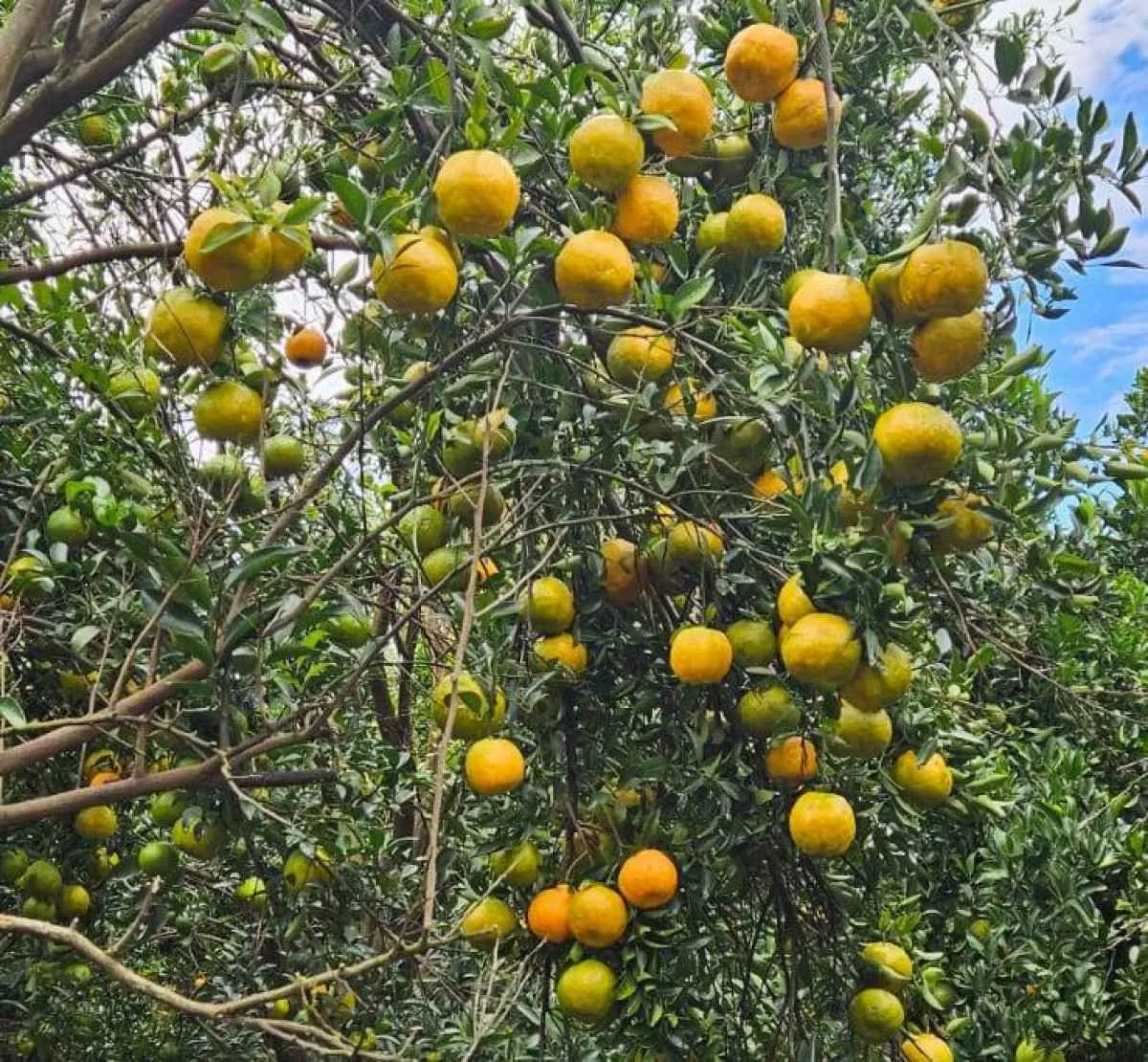 Novos casos de HLB acendem alerta e mobilizam ações da Agrodefesa