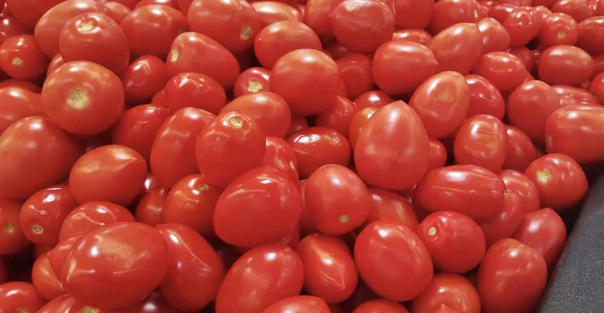 Oferta aumenta e preços do tomate caem nos atacados