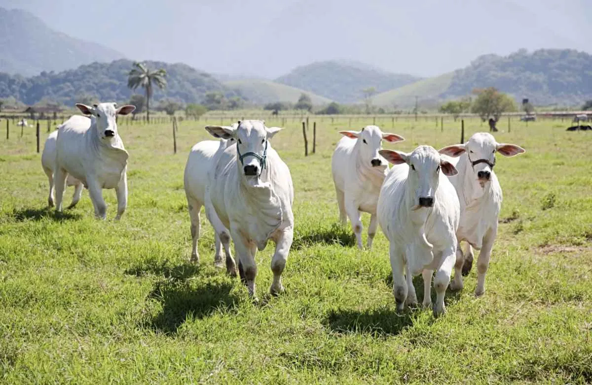 Paraná inicia atualização obrigatória de rebanhos em 1º de maio
