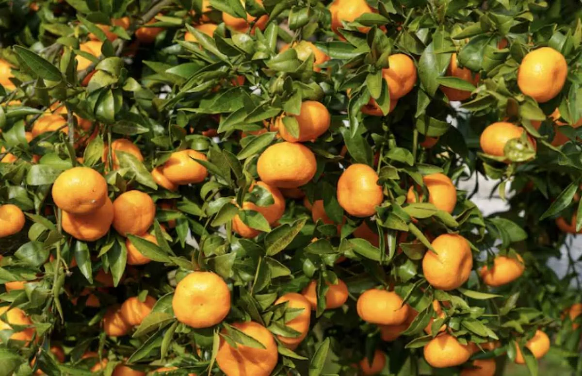 Qualidade inferior mantém pressão sobre preço da laranja para indústria