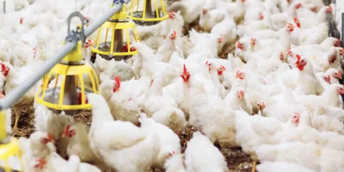 Ministério da Agricultura e Pecuária estende estado de emergência por gripe aviária no Brasil