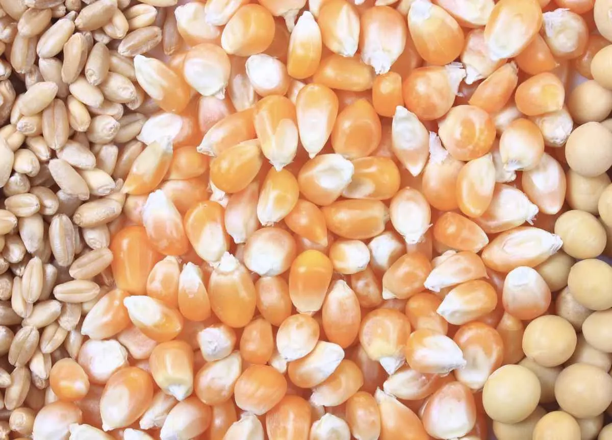 Safra robusta e tarifas impactam mercado, mas preços seguem em queda