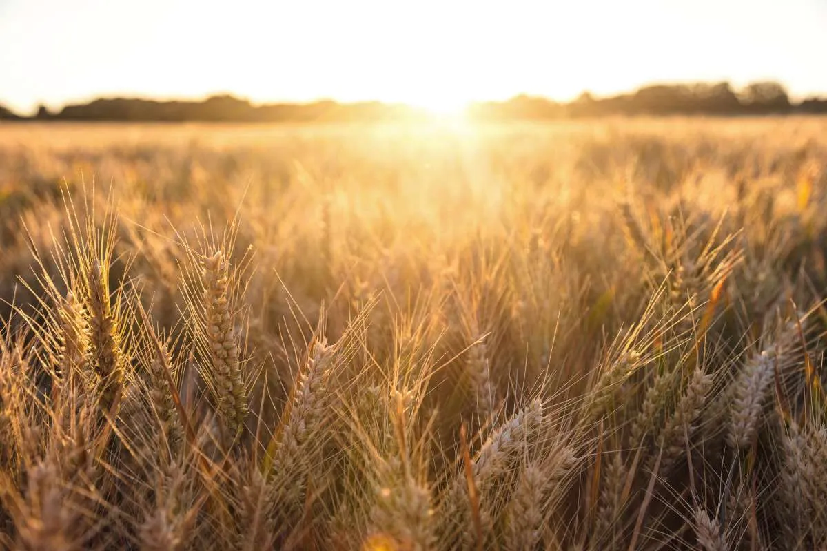 Safra 2025/26 de trigo tem recuo de 8% na área plantada e aumenta dependência de importações