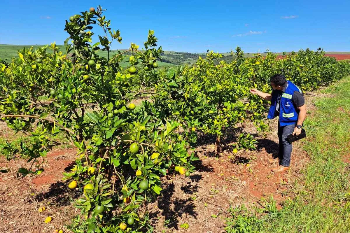 Ação foca na prevenção do Greening, principal doença dos cítricos